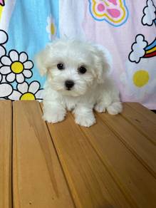 BMS09333 Bichonpoo Bichon x Poodle cute puppies