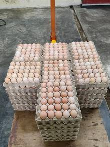 telur murah