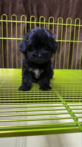 Maltipoo
