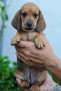 MINIATURE DACHSHUND Puppies 081 🐻 Adorable Puppy