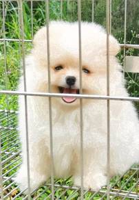SA-177 Little Fluffy haired Pomeranian female