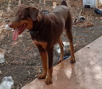 Doberman mixed Labrador For Sale