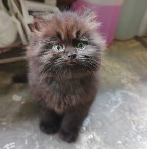 Mixed Breed Persian 