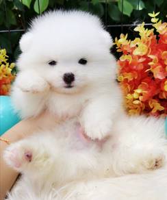Pomeranian