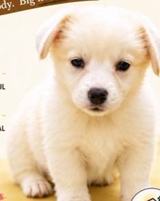 Off white Corgi