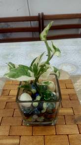 money plant (brings luck)