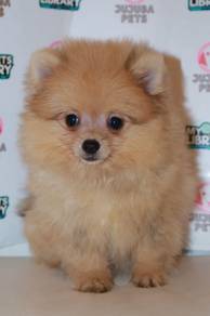 f7  Adorable Pomeranian Puppy