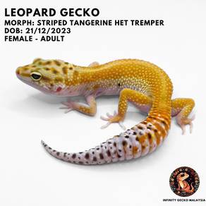 Leopard Gecko Adult Striped Tangerine Het Tremper
