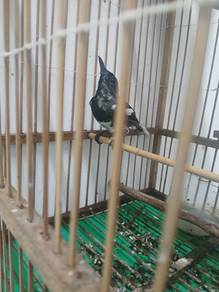 burung murai kampung 