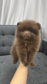 Choco Male Pomeranian Puppy Chocolate