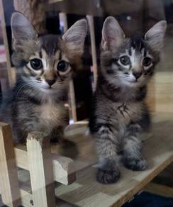 Baby Kucing Medium Long Fur