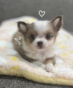 CHIHUAHUA PUPPIES VIP57🌷Head Apple Bonnie Dog