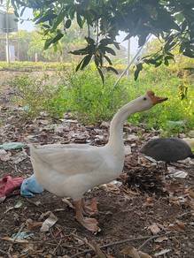 angsa putih dewasa jntn