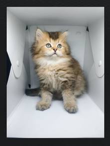 British Longhair (BLH) Purebreed Male Kitten