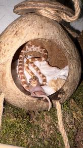 Amel corn snake