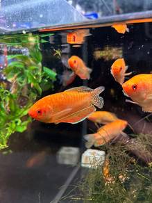 Golden Gourami