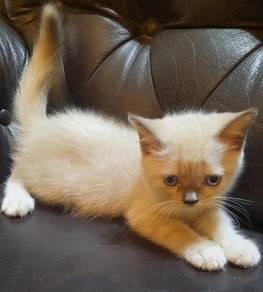 British Shorthair | Ragdoll | 