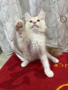 Pure Mainecoon