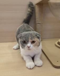 Scottish fold kitten for sale 