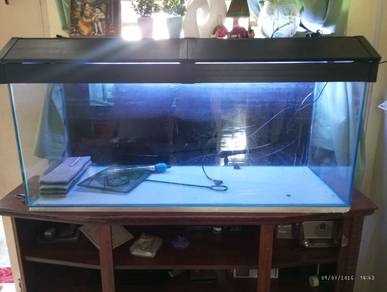 Fish aquarium
