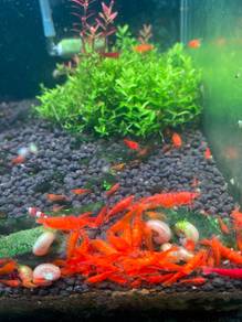 Neocaridina Orange Shrimp For Sale