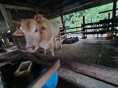 Lembu