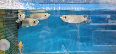 Arowana Green 7inch ikan