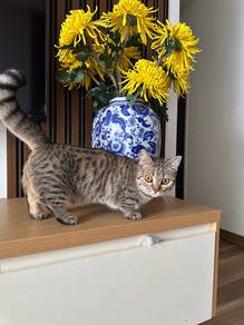Supershort Munchkin BSH Golden Tabby Female