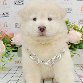 Chow Chow