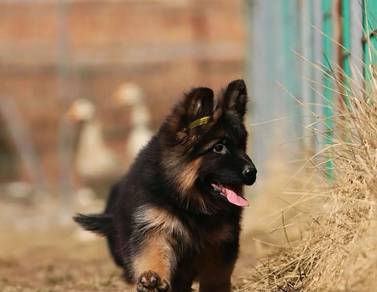 German Shepherd