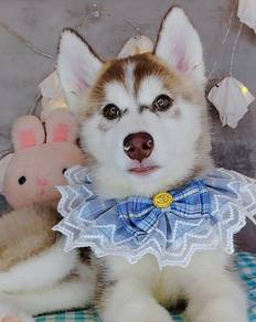 Husky