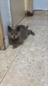 bsh