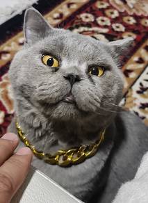 British shorthair short hair bsh kucing