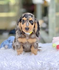 MINIATURE DACHSHUND PUPPIES VIP23🐻Long Coat Boy