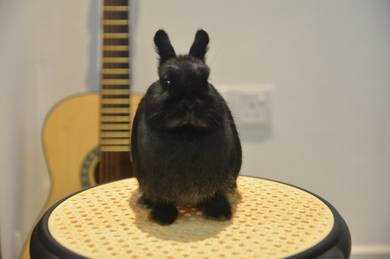 Netherland Dwarf Rabbit Arnab ND Kelinci Kerdil 