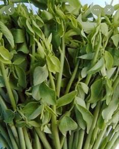 Sayur Manis Taiwan