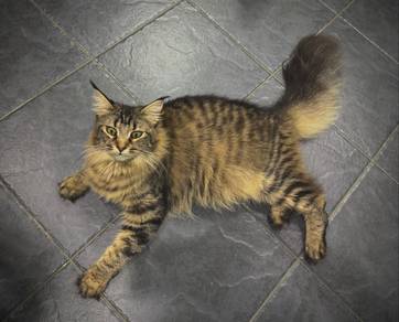 Mainecoon
