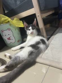 Mainecoon male bicolour