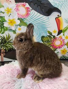 arnab netherland dwarf
