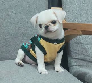 PUG PUPPIES 623 🌻 REHOME Male White