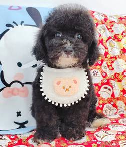 Poodle