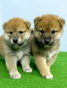 Q2222 Shiba Inu brown haired cute puppies