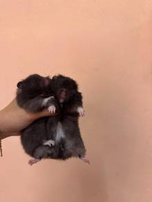 hamster bigbone 