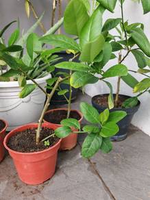 anak Pokok limau Telur buaya 