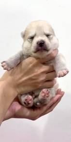 Pomsky small size to newhome