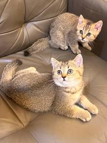 Kittens mixed breed