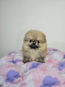 Super Tiny Cute bear Pomeranian 
