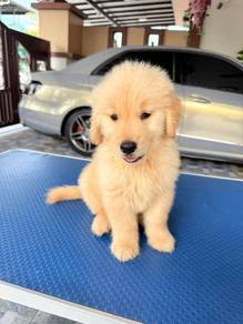 Golden retriever puppies 