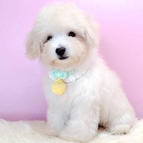 Maltipoo