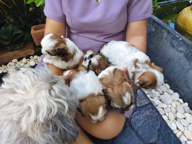 Shih Tzu puppies 
